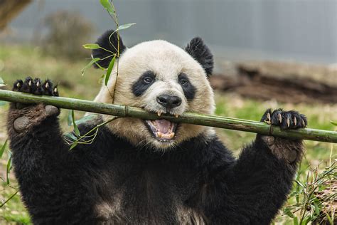 A Giant Panda Eating Bamboo | Stocksy United