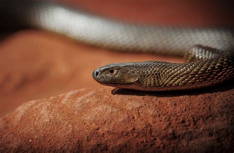 Pet Snake Nearly Kills Teen: Why the Inland Taipan Is So Deadly | Live Science