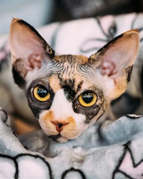 Sphynx Cat - Find Out About Life With A Hairless Cat Breed