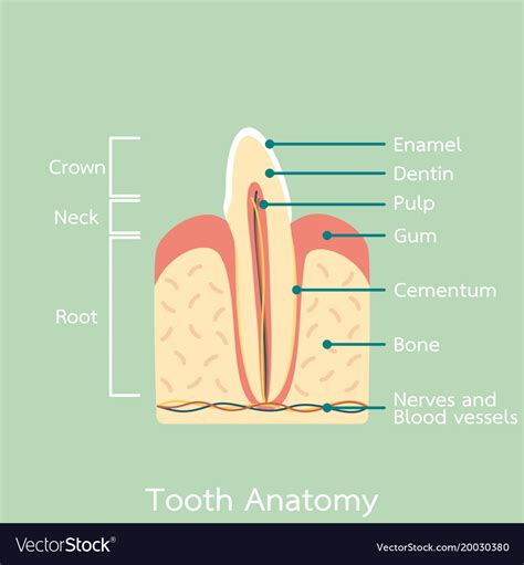 Diagram Of The Incisor Tooth