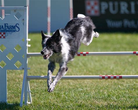 Top 10 Best Dogs for Agility Training | HerePup!