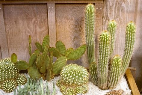 Crazy for Cacti! - Succulent Gardens