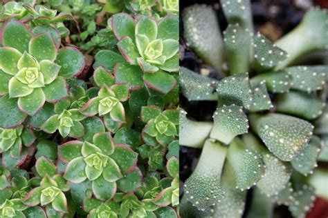 30 Unusual and Rare Succulents You Should Know | Florgeous