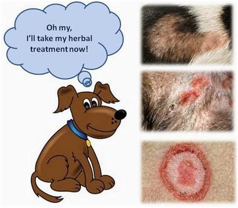 Ottawa Valley Dog Whisperer : Ringworm - Natural Herbal Home Remedies for Dogs and Cats