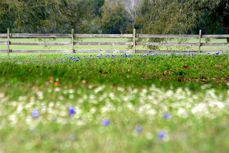 Bluebonnets and Other Texas Wildflowers | Rosemary's Blog