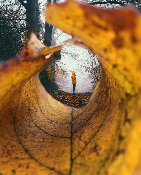 a person standing in the middle of a leaf filled forest with trees and leaves around them