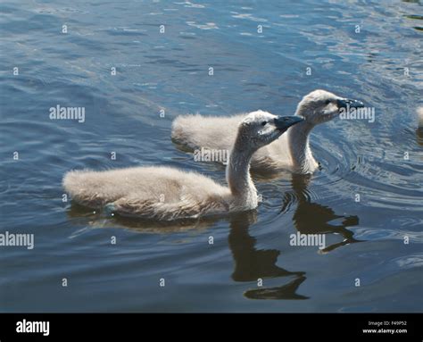 White Swan Cygnets Stock Photo - Alamy