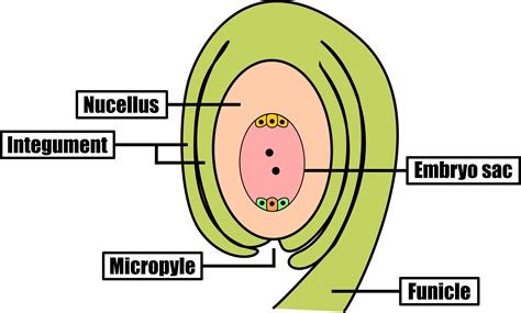 Development of Pollen Grains and Embryo Sac - Mr Ruel Tuition