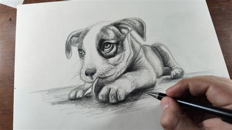 Realistic Easy Beginner Dog Drawing - Goimages Base