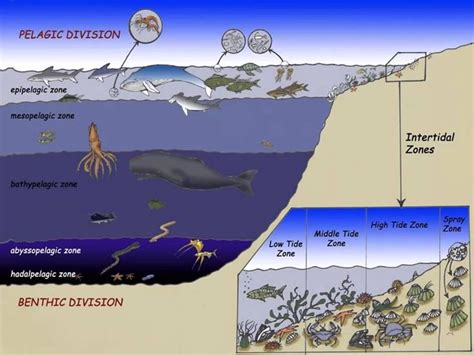 Ocean Zones | Ocean zones, Layers of the ocean, Ocean ecosystem