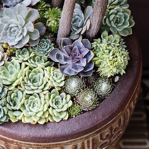 How to Grow and Care for Succulents in Containers