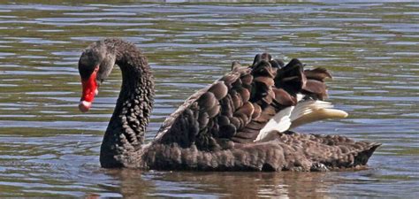 Black Swan Spiritual Meaning, Symbolism, and Totem Explained