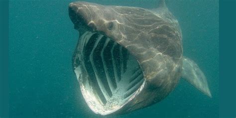 12 Amazing Basking Shark Facts, Types of Sharks