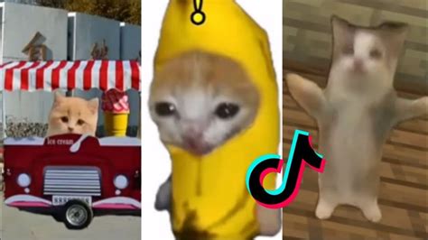 HAPPY CAT 😽 TikTok Compilation - YouTube