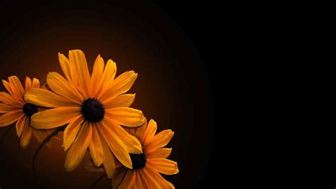 Yellow Flowers In Black Background HD Flowers Wallpapers | HD Wallpapers | ID #89383