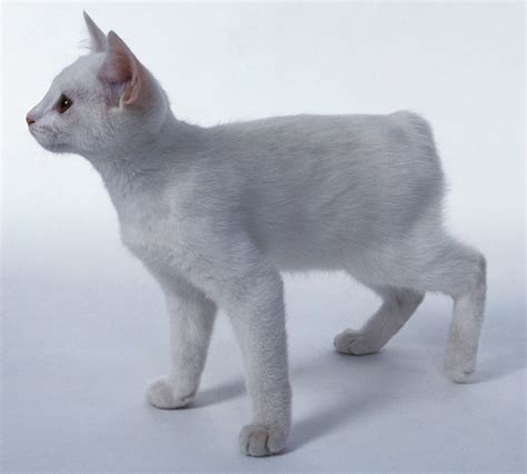 White Manx cat standing, side view - Study Solutions