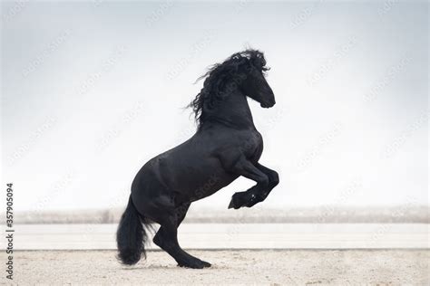 black horse running Stock Photo | Adobe Stock