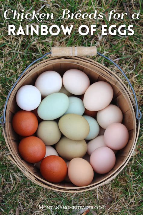 Chicken breeds for a colorful rainbow of eggs