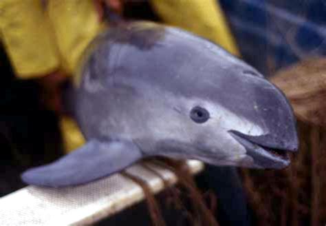 Vaquita Porpoise – "OCEAN TREASURES" Memorial Library