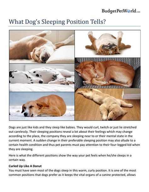 Dog Sleeping Positions Chart: 10 Sleep Position Meanings Pupford | vlr.eng.br