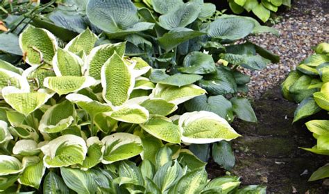 Grow a Lush Shade Garden With Hostas - This Old House