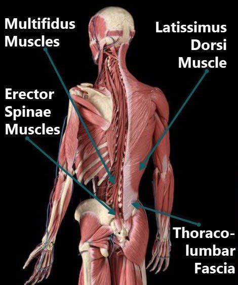 Lower Muscles of Back Anatomy and Low Back Pain