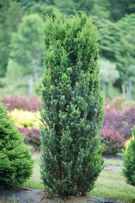 Pyramidal Yew Varieties Top Retailers | www.gbu-presnenskij.ru