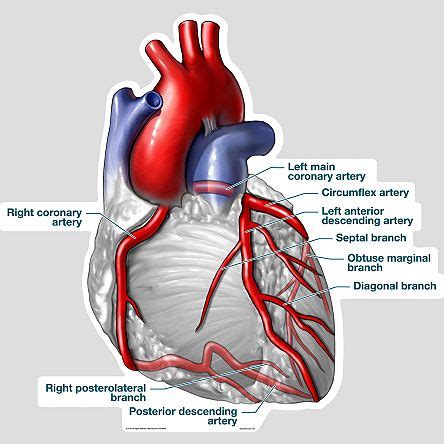 Heart Anatomy Arteries