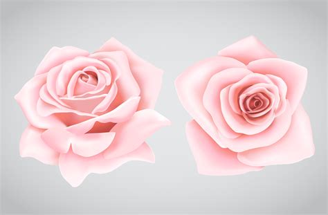 Pink roses flower 834501 Vector Art at Vecteezy