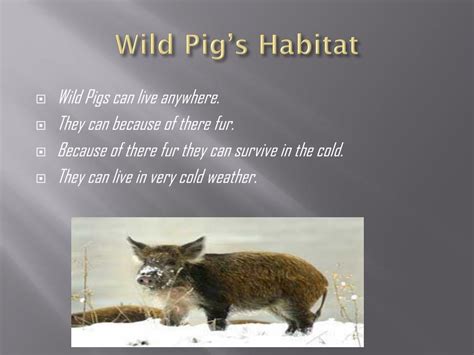 PPT - Wild Pig PowerPoint Presentation, free download - ID:4933276