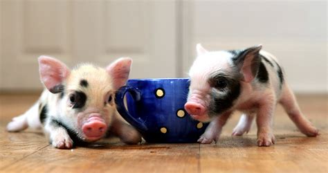 Teacup Pigs