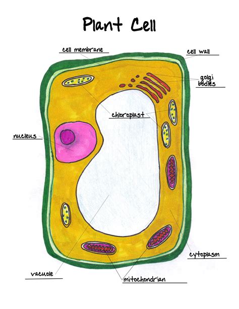 Plant Cell Picture With Labels