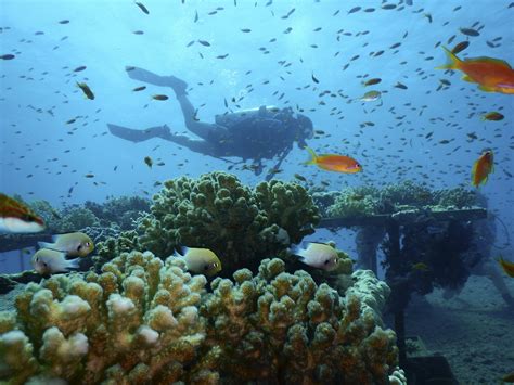 Red Sea Coral Reefs By Marcello Bertinetti | ubicaciondepersonas.cdmx.gob.mx