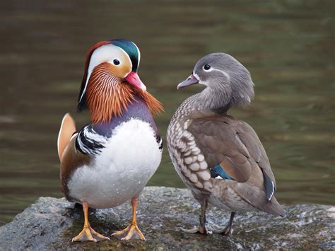 Mandarin duck (Aix galericulata)