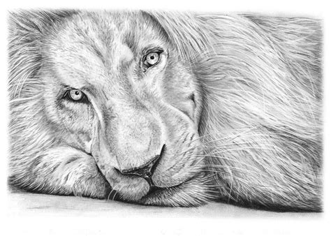 Animal Drawings by Angela of Pencil Sketch Portraits