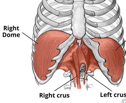 Diaphragmatic Hernia - TeachMeSurgery