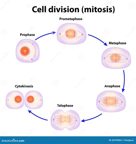 Cell division. Mitosis stock vector. Illustration of cytoplasm - 26470966