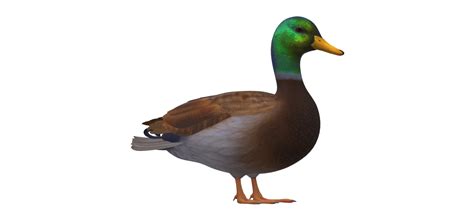 Free STL file real duck・Model to download and 3D print・Cults