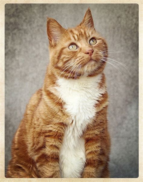 Tim | Pretty cats, Orange tabby cats, Cat species