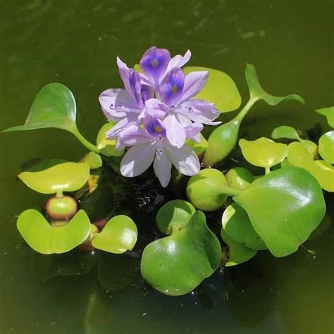 Water Hyacinth pontederia Crassipes Easy Live Aquarium Pond - Etsy