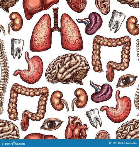 Anatomy Seamless Pattern Background of Human Organ Stock Vector - Illustration of science, care ...