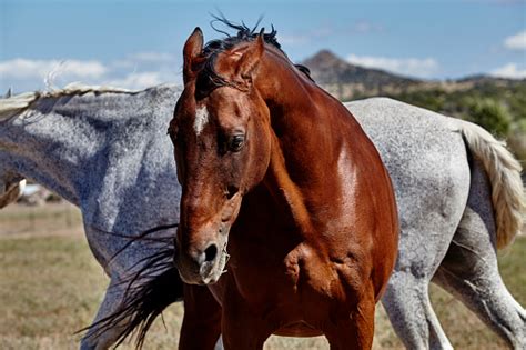 Horse With Ears Pinned Back Stock Photo - Download Image Now - iStock