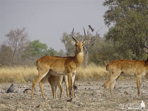 Kob Wildlife Benin | AfricaHunting.com