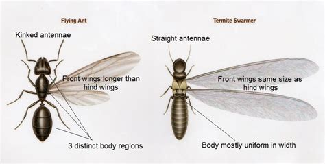 Winged Termites and Flying Ants - Know the Difference