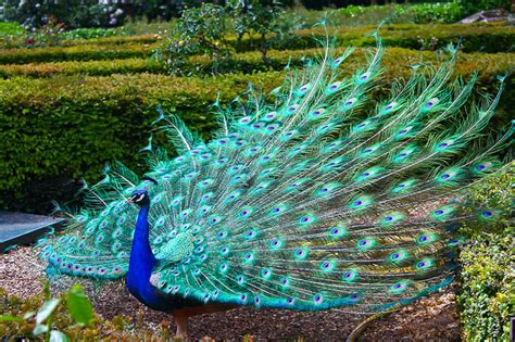 peacock with his wings all spread out - Birds Photo (36100025) - Fanpop