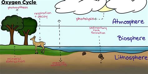 Show the oxygen cycle.