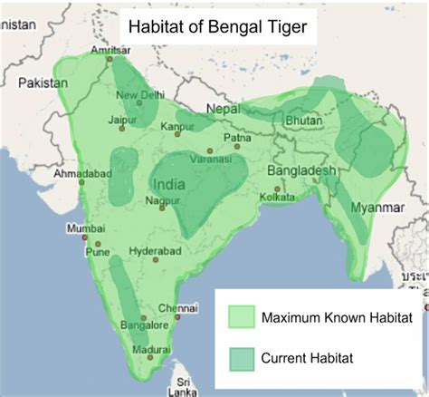 Bengal Tiger Conservation: Basics on Bengal Tigers