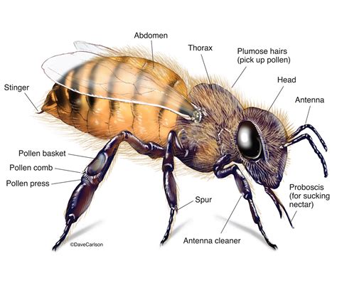 Drone Honey Bee Anatomy