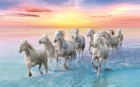 Horse Water Wallpapers - Top Free Horse Water Backgrounds - WallpaperAccess