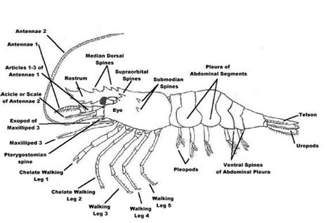 Anatomy Of A Shrimp